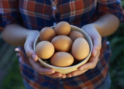 ползи от кокоши яйца